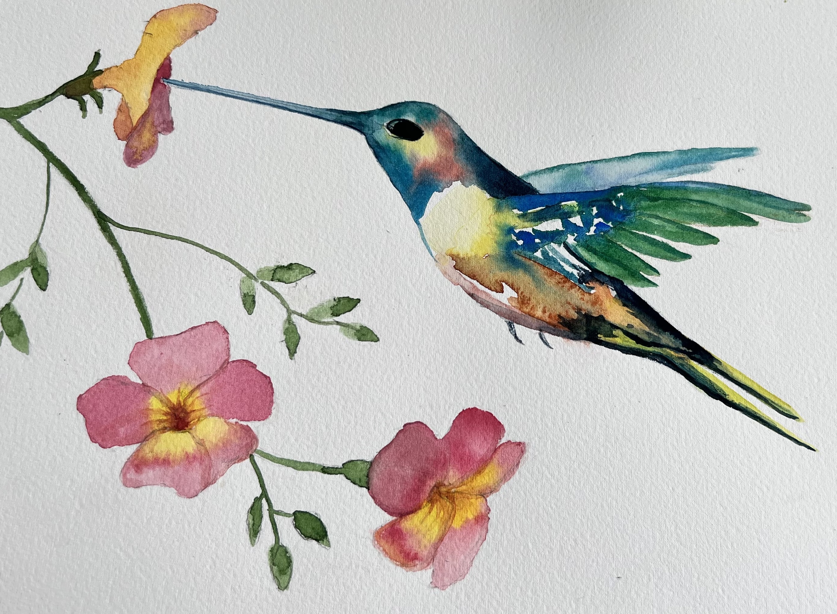 Hummingbird